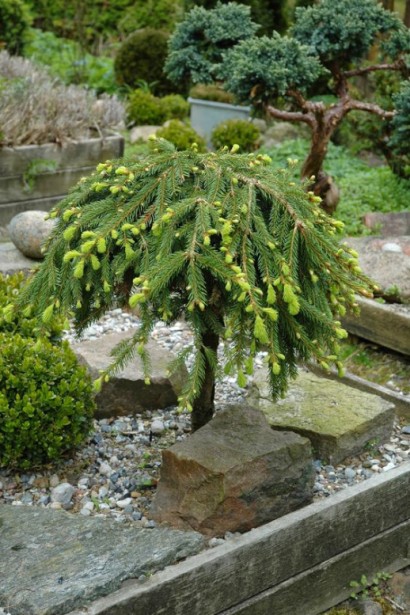 Ялина звичайна Форманек плакуча форма крони